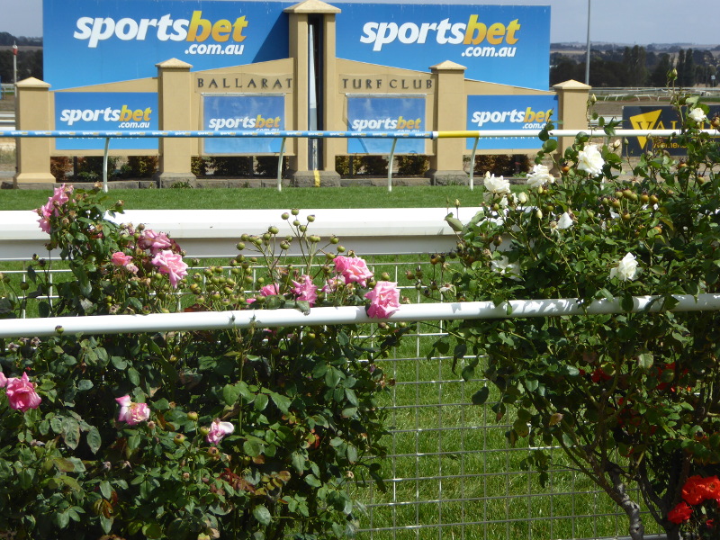 Roses line the rail at Ballarat racecourse