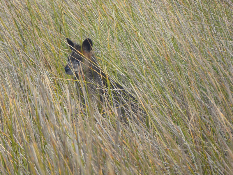 Wallaby on Griffiths Island