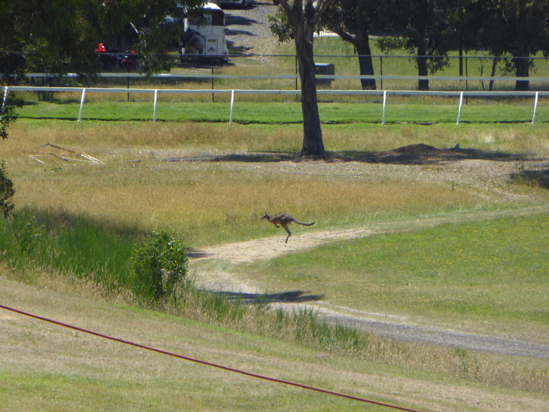 Roo on the racetrack at Hanging Rock